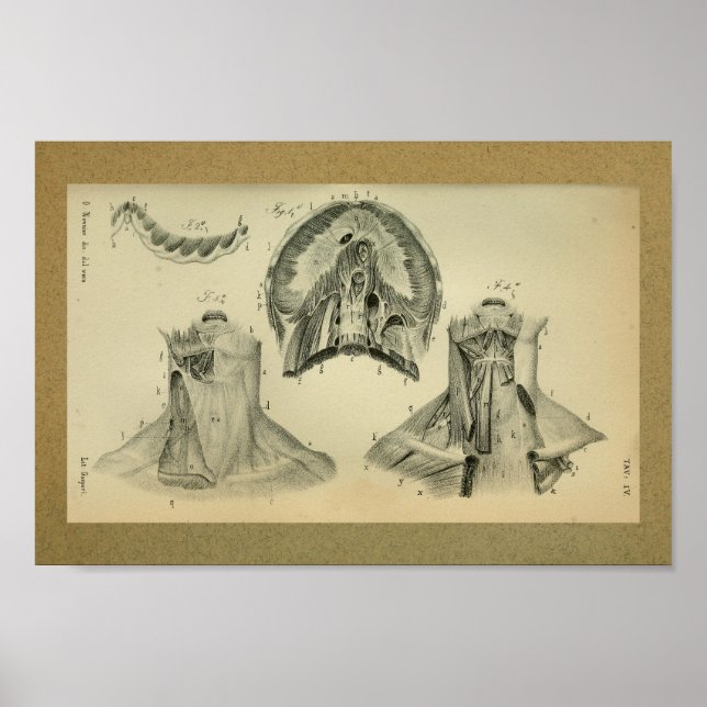 1850 Vintage Anatomie Druckmembranmuskeln Poster (Vorne)