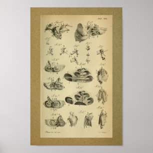 1850 Vintage Anatomie DruckOhreninterne Poster