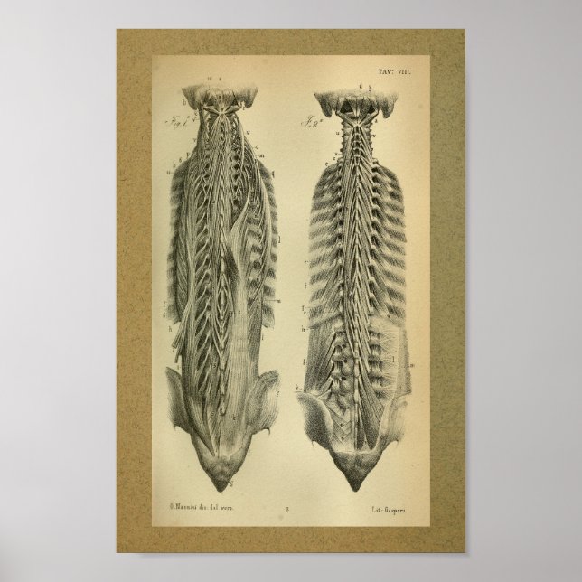 1850 Vintage Anatomie DruckRückenmuskeln Poster (Vorne)