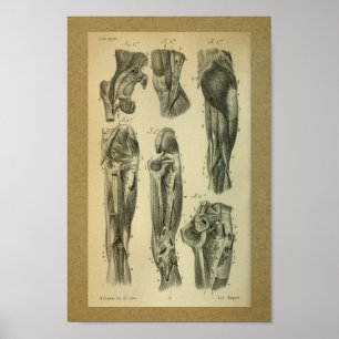 1850 Vintage Anatomie Druckschleimmuskeln Poster