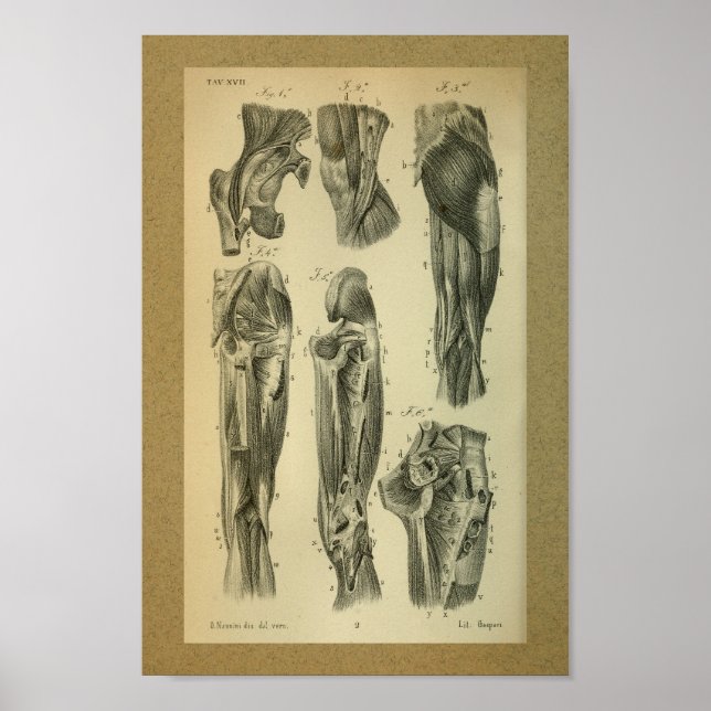 1850 Vintage Anatomie Druckschleimmuskeln Poster (Vorne)