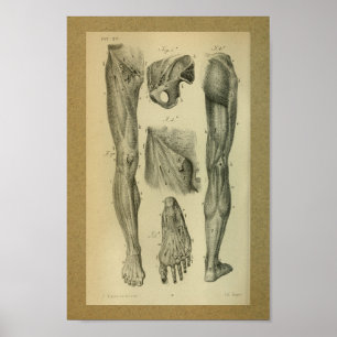 1850 Vintage Anatomie Druckschleimmuskeln Poster