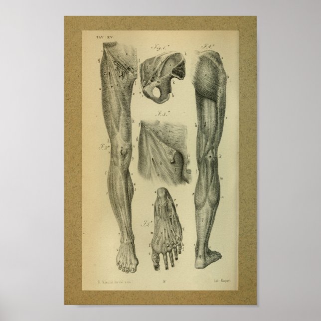 1850 Vintage Anatomie Druckschleimmuskeln Poster (Vorne)
