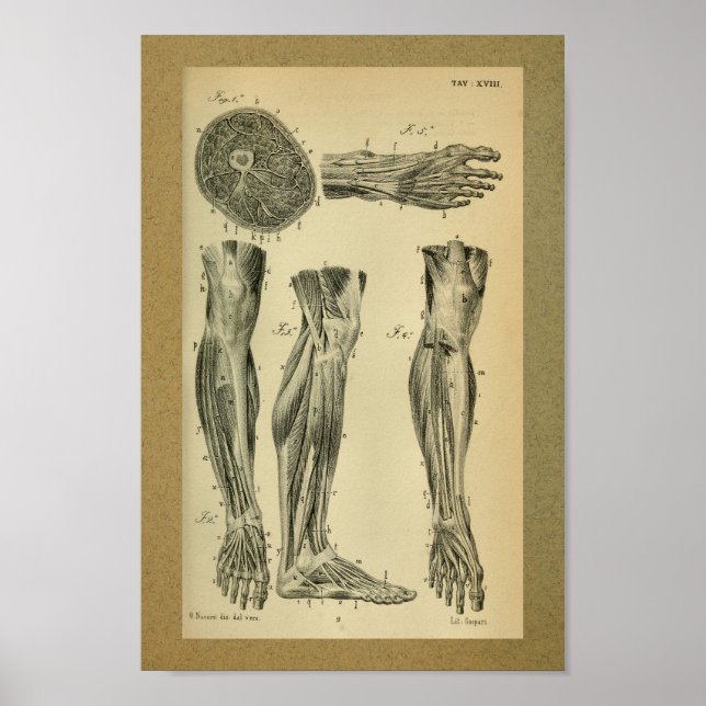 1850 Vintage Anatomie Druckschleimmuskeln Poster (Vorne)