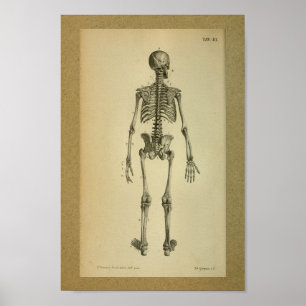 1850 Vintage Anatomie Druckskelett Poster