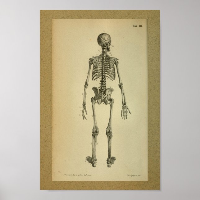 1850 Vintage Anatomie Druckskelett Poster (Vorne)