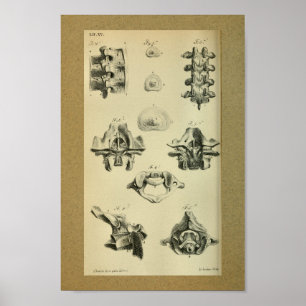 1850 Vintage Anatomie DruckWirbelsäule Poster