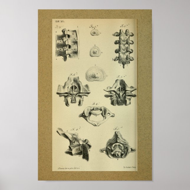 1850 Vintage Anatomie DruckWirbelsäule Poster (Vorne)