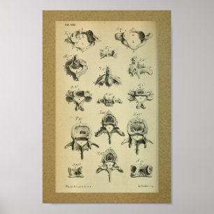1850 Vintage Anatomie DruckWirbelsäule Poster