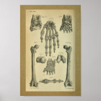 1850 Vintage Anatomie Handgelenk