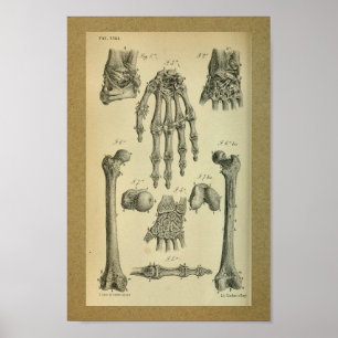 1850 Vintage Anatomie Handgelenk Poster