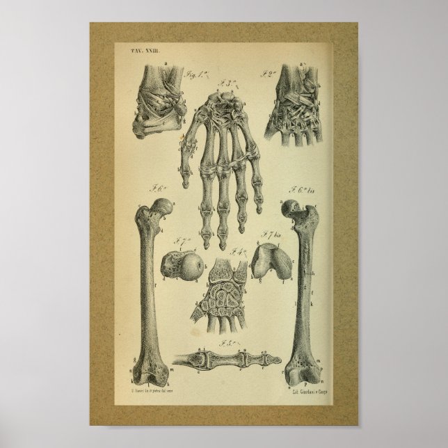 1850 Vintage Anatomie Handgelenk Poster (Vorne)