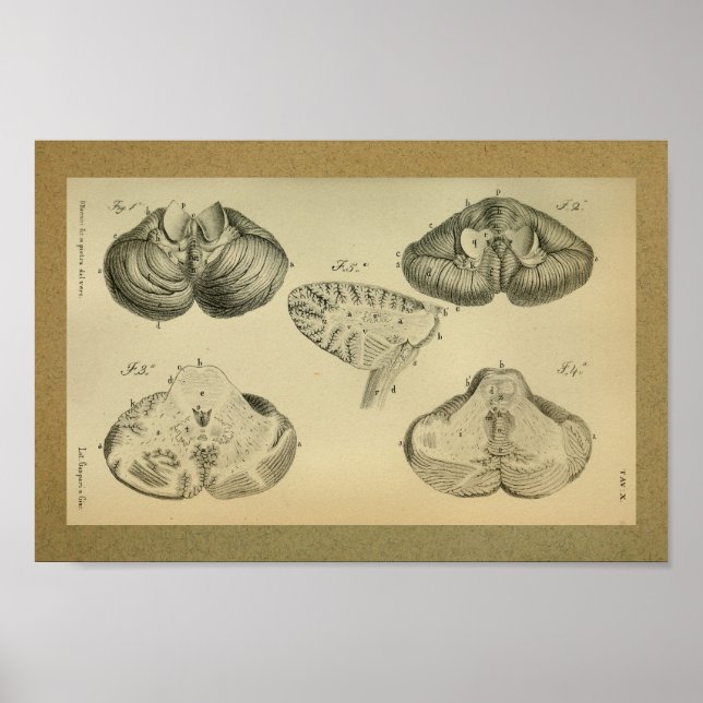 1850 Vintage Anatomie Print Brain Cerebellum Poster (Vorne)