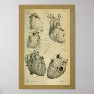 1850 Vintage Anatomie Print Human Heart Poster