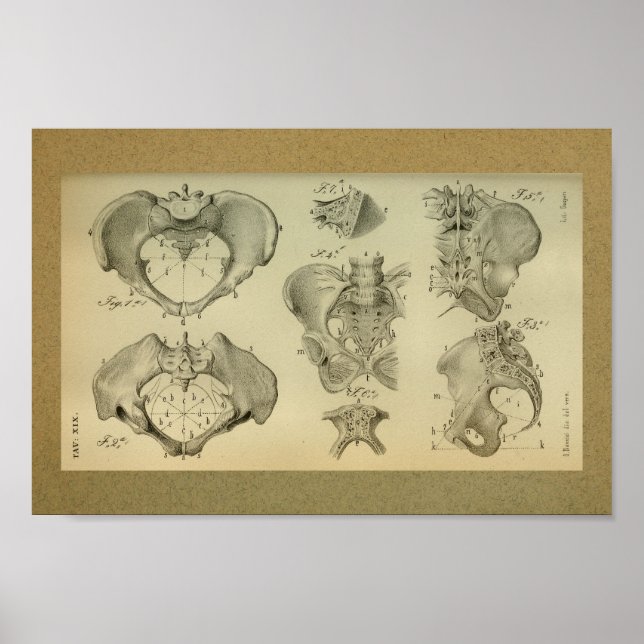 1850 Vintage Anatomie Print Pelvis Poster (Vorne)