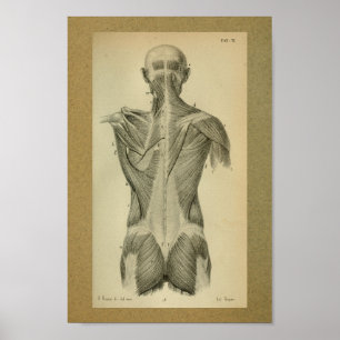1850 Vintage Anatomie Rückenmuskeln drucken Poster