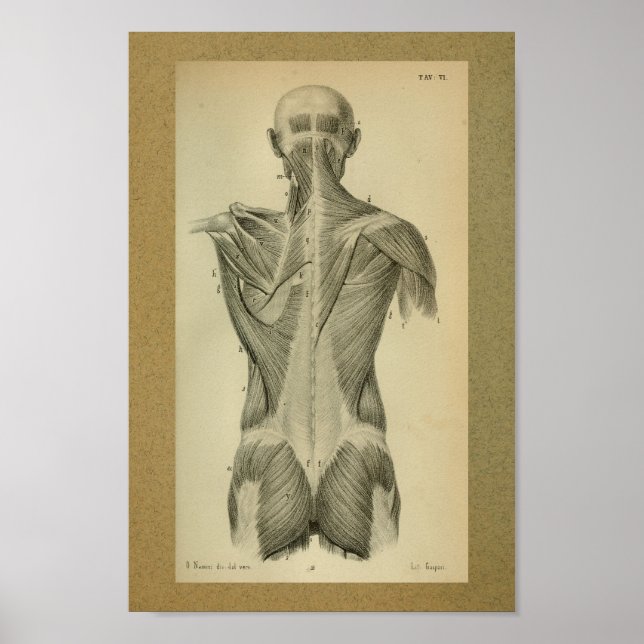 1850 Vintage Anatomie Rückenmuskeln drucken Poster (Vorne)