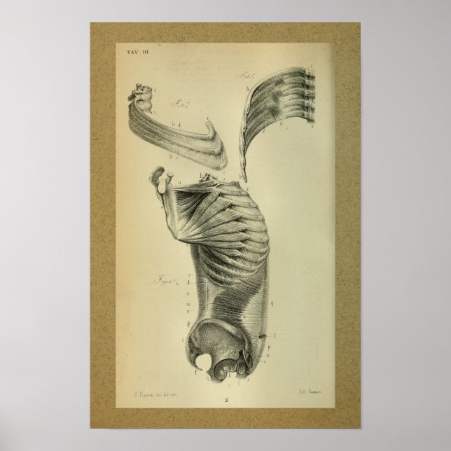 1850 Vintage Anatomie Schultermuskeln Poster (Vorne)