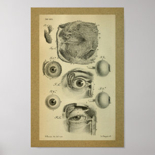 1850 Vintage Anatomy Print Human Eye Poster