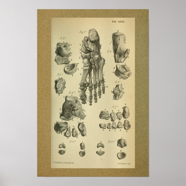 1850 Vintager Anatomie Druckfussknöchel Poster (Vorne)