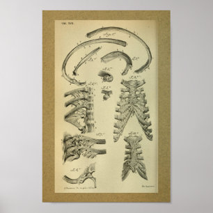 1850 Vintager Anatomie Druckkäfig Poster