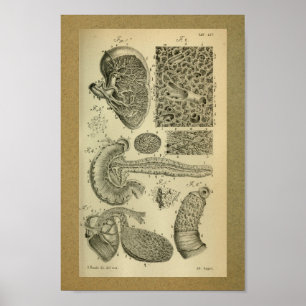 1850 Vintages Anatomie-Druck-Milz-Pankreas Poster