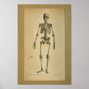 1850 Vintages Anatomie-Druck-Skelett Poster