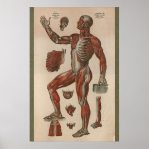 1851 Vintage Anatomie der Muskeln Poster