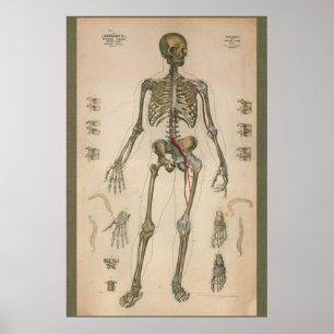 1851 Vintage Skelettanatomie Poster