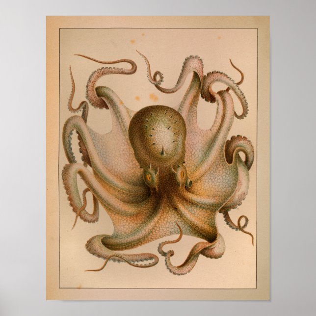1851 Vintager Oktopus Poster (Vorne)