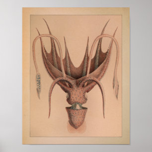1851 Vintager Oktopus Poster