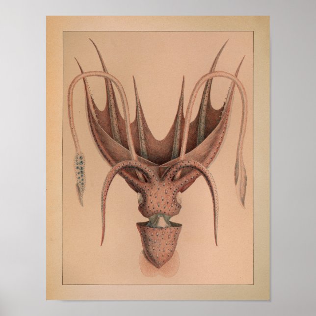 1851 Vintager Oktopus Poster (Vorne)