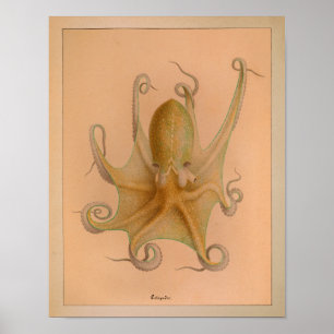 1851 Vintager Oktopus Poster