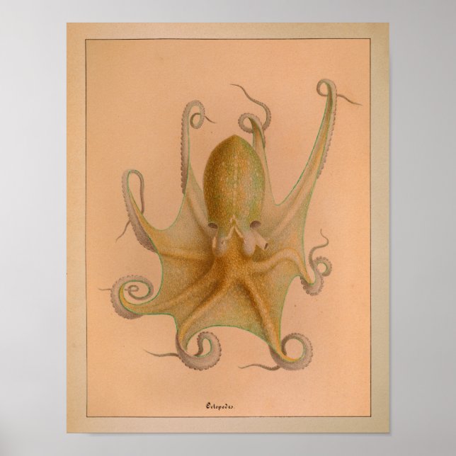 1851 Vintager Oktopus Poster (Vorne)