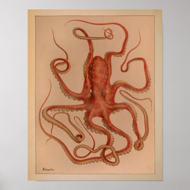 1851 Vintager Oktopus Poster (Vorne)