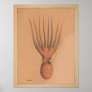 1851 Vintager Oktopus Poster