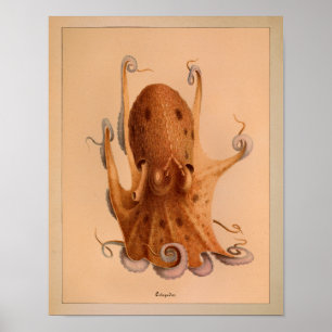 1851 Vintager Oktopus Poster