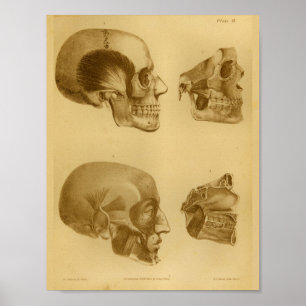 1854 Vintage Anatomie des menschlichen Schädels Poster