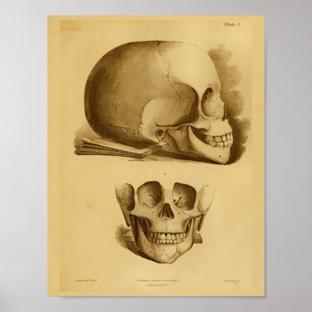 1854 Vintage Anatomie des menschlichen Schädels Poster (Vorne)