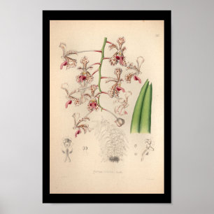 1860 Vintage Orchid-Blume drucken Poster
