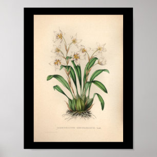 1860 Vintage Orchid-Blume drucken Poster
