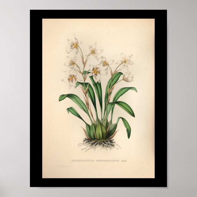 1860 Vintage Orchid-Blume drucken Poster (Vorne)