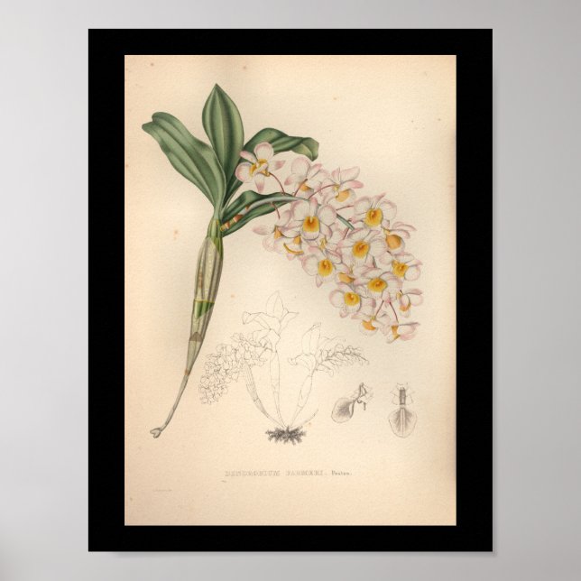 1860 Vintage Orchid-Blume drucken Poster (Vorne)
