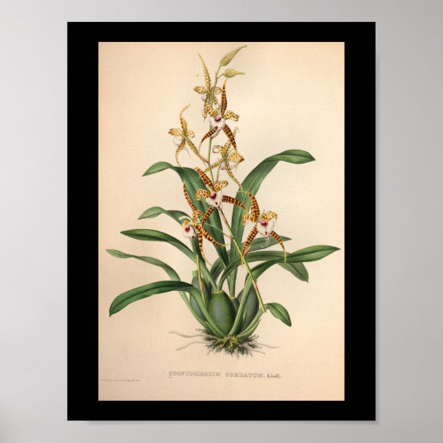 1860 Vintage Orchid-Blume Druckrot Streifen Poster (Vorne)