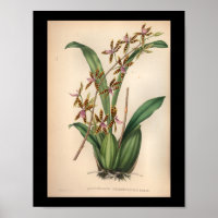 1860 Vintage Orchid-Blume Druckrot Streifen