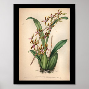 1860 Vintage Orchid-Blume Druckrot Streifen Poster