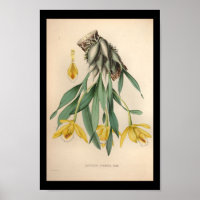 1860 Vintage Orchid-Blume Gelb drucken