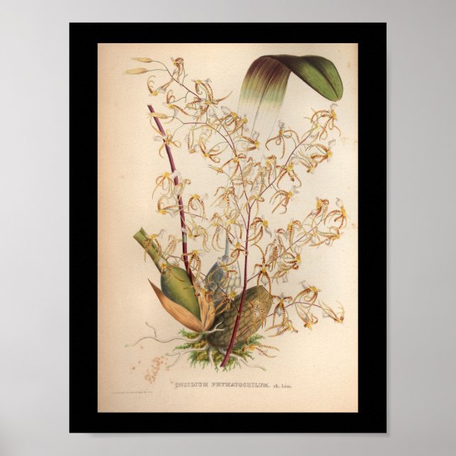 1860 Vintage Orchid-Blume Gelb drucken Poster (Vorne)