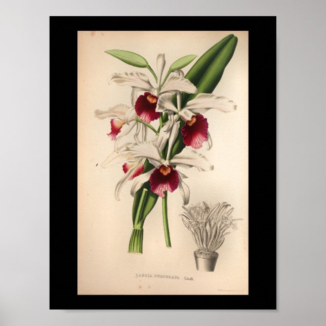 1860 Vintage Orchid-Blume Lila drucken Poster (Vorne)