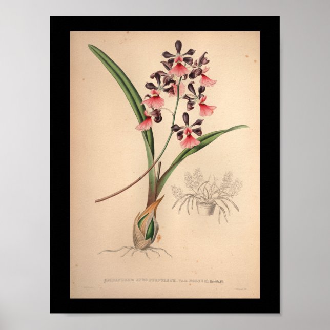 1860 Vintage Orchid-Blume Lila drucken Poster (Vorne)